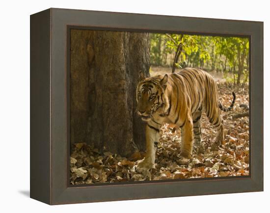 Bengal Tiger, Madhya Pradesh, Bandhavgarh National Park, India-Joe & Mary Ann McDonald-Framed Premier Image Canvas