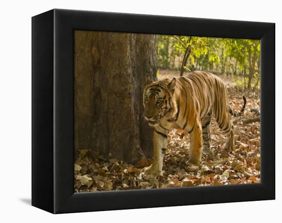 Bengal Tiger, Madhya Pradesh, Bandhavgarh National Park, India-Joe & Mary Ann McDonald-Framed Premier Image Canvas