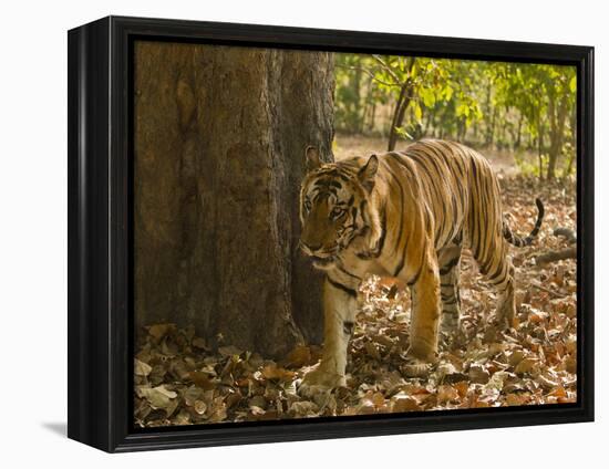 Bengal Tiger, Madhya Pradesh, Bandhavgarh National Park, India-Joe & Mary Ann McDonald-Framed Premier Image Canvas