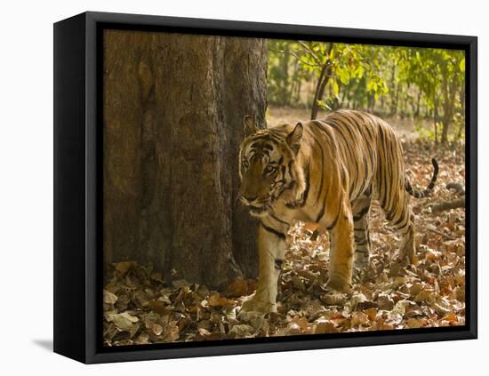 Bengal Tiger, Madhya Pradesh, Bandhavgarh National Park, India-Joe & Mary Ann McDonald-Framed Premier Image Canvas