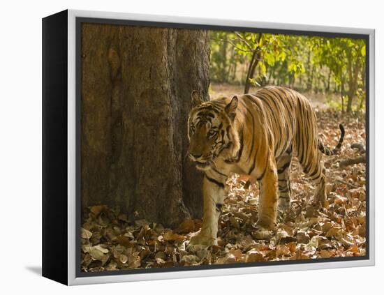 Bengal Tiger, Madhya Pradesh, Bandhavgarh National Park, India-Joe & Mary Ann McDonald-Framed Premier Image Canvas