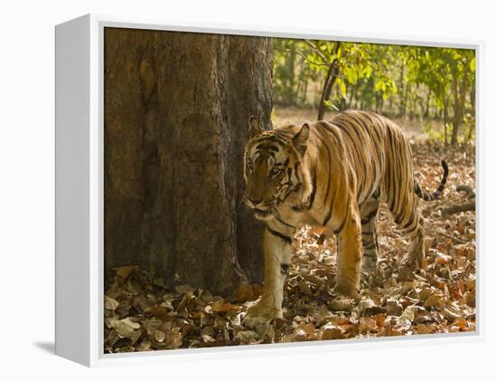 Bengal Tiger, Madhya Pradesh, Bandhavgarh National Park, India-Joe & Mary Ann McDonald-Framed Premier Image Canvas