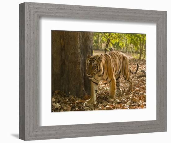 Bengal Tiger, Madhya Pradesh, Bandhavgarh National Park, India-Joe & Mary Ann McDonald-Framed Photographic Print