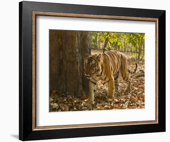 Bengal Tiger, Madhya Pradesh, Bandhavgarh National Park, India-Joe & Mary Ann McDonald-Framed Photographic Print