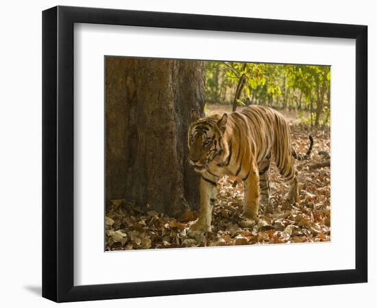 Bengal Tiger, Madhya Pradesh, Bandhavgarh National Park, India-Joe & Mary Ann McDonald-Framed Photographic Print