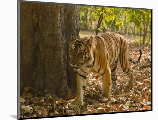 Bengal Tiger, Madhya Pradesh, Bandhavgarh National Park, India-Joe & Mary Ann McDonald-Mounted Photographic Print