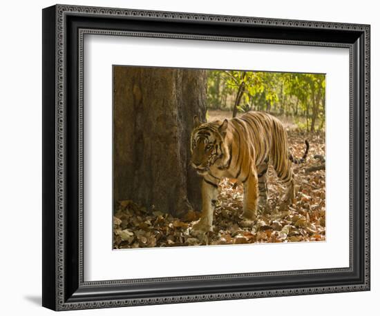 Bengal Tiger, Madhya Pradesh, Bandhavgarh National Park, India-Joe & Mary Ann McDonald-Framed Photographic Print