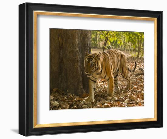 Bengal Tiger, Madhya Pradesh, Bandhavgarh National Park, India-Joe & Mary Ann McDonald-Framed Photographic Print