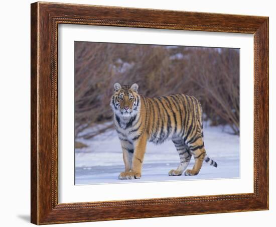 Bengal Tiger on Frozen Lake-DLILLC-Framed Photographic Print