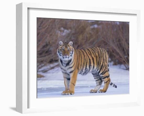 Bengal Tiger on Frozen Lake-DLILLC-Framed Photographic Print