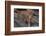 Bengal Tiger on Rocks-DLILLC-Framed Photographic Print