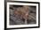 Bengal Tiger on Rocks-DLILLC-Framed Photographic Print