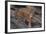 Bengal Tiger on Rocks-DLILLC-Framed Photographic Print