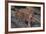 Bengal Tiger on Rocks-DLILLC-Framed Photographic Print