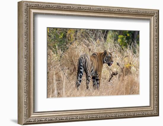 Bengal tiger (Panthera Tigris), Bandhavgarh National Park, Madhya Pradesh, India, Asia-Sergio Pitamitz-Framed Photographic Print