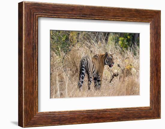 Bengal tiger (Panthera Tigris), Bandhavgarh National Park, Madhya Pradesh, India, Asia-Sergio Pitamitz-Framed Photographic Print