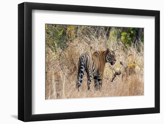 Bengal tiger (Panthera Tigris), Bandhavgarh National Park, Madhya Pradesh, India, Asia-Sergio Pitamitz-Framed Photographic Print