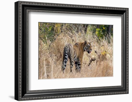 Bengal tiger (Panthera Tigris), Bandhavgarh National Park, Madhya Pradesh, India, Asia-Sergio Pitamitz-Framed Photographic Print
