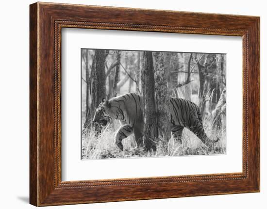 Bengal Tiger (Panthera tigris tigris) among trees, India-Panoramic Images-Framed Photographic Print