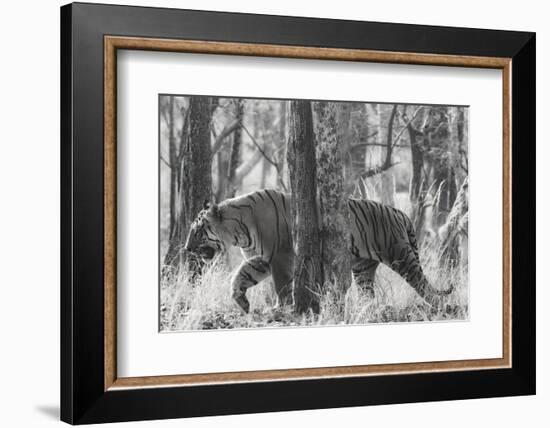Bengal Tiger (Panthera tigris tigris) among trees, India-Panoramic Images-Framed Photographic Print