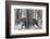 Bengal Tiger (Panthera tigris tigris) among trees, India-Panoramic Images-Framed Photographic Print