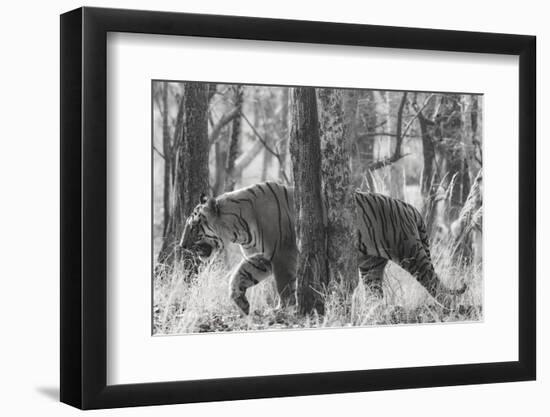 Bengal Tiger (Panthera tigris tigris) among trees, India-Panoramic Images-Framed Photographic Print
