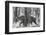 Bengal Tiger (Panthera tigris tigris) among trees, India-Panoramic Images-Framed Photographic Print