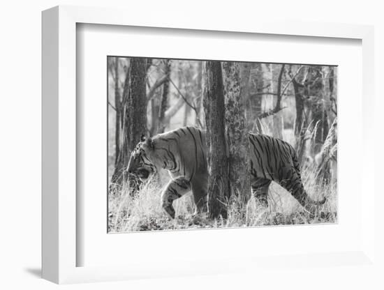 Bengal Tiger (Panthera tigris tigris) among trees, India-Panoramic Images-Framed Photographic Print