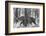 Bengal Tiger (Panthera tigris tigris) among trees, India-Panoramic Images-Framed Photographic Print