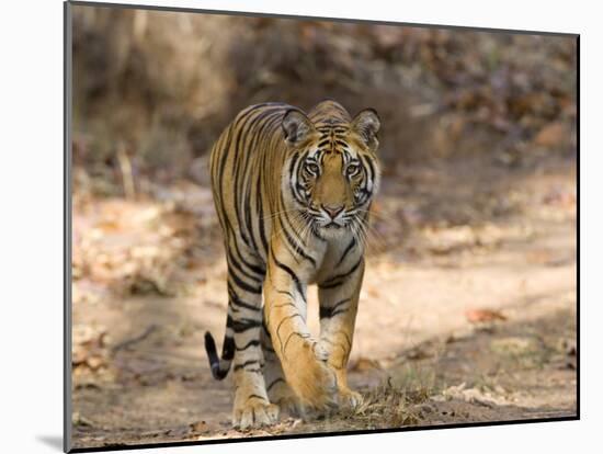 Bengal Tiger (Panthera Tigris Tigris), Bandhavgarh, Madhya Pradesh, India-Thorsten Milse-Mounted Photographic Print