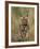 Bengal Tiger, (Panthera Tigris Tigris), Bandhavgarh, Madhya Pradesh, India-Thorsten Milse-Framed Photographic Print