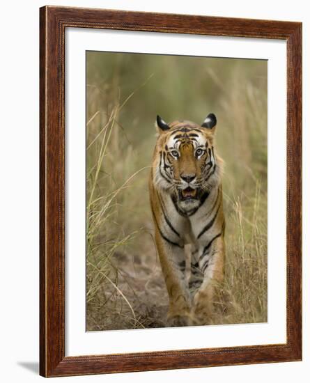 Bengal Tiger, (Panthera Tigris Tigris), Bandhavgarh, Madhya Pradesh, India-Thorsten Milse-Framed Photographic Print