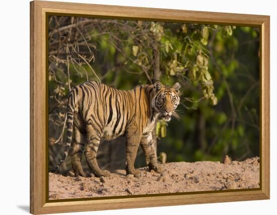 Bengal Tiger, (Panthera Tigris Tigris), Bandhavgarh, Madhya Pradesh, India-Thorsten Milse-Framed Premier Image Canvas