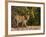 Bengal Tiger, (Panthera Tigris Tigris), Bandhavgarh, Madhya Pradesh, India-Thorsten Milse-Framed Photographic Print