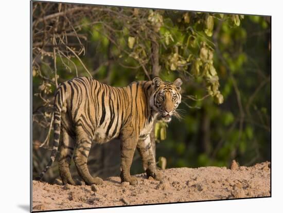Bengal Tiger, (Panthera Tigris Tigris), Bandhavgarh, Madhya Pradesh, India-Thorsten Milse-Mounted Photographic Print