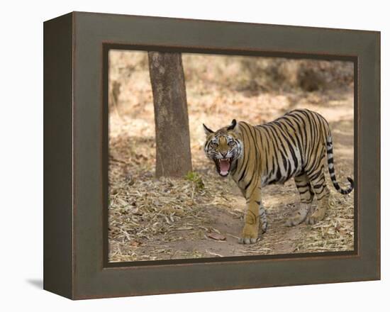 Bengal Tiger, (Panthera Tigris Tigris), Bandhavgarh, Madhya Pradesh, India-Thorsten Milse-Framed Premier Image Canvas