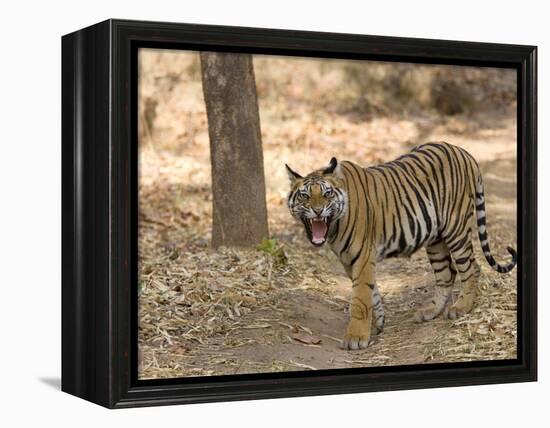 Bengal Tiger, (Panthera Tigris Tigris), Bandhavgarh, Madhya Pradesh, India-Thorsten Milse-Framed Premier Image Canvas