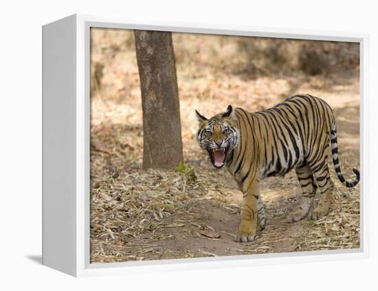 Bengal Tiger, (Panthera Tigris Tigris), Bandhavgarh, Madhya Pradesh, India-Thorsten Milse-Framed Premier Image Canvas