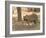 Bengal Tiger, (Panthera Tigris Tigris), Bandhavgarh, Madhya Pradesh, India-Thorsten Milse-Framed Photographic Print