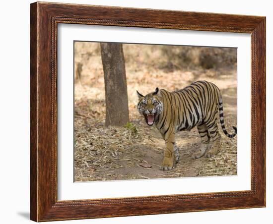 Bengal Tiger, (Panthera Tigris Tigris), Bandhavgarh, Madhya Pradesh, India-Thorsten Milse-Framed Photographic Print