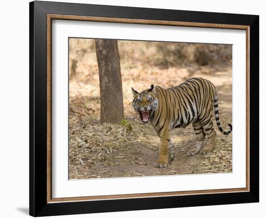 Bengal Tiger, (Panthera Tigris Tigris), Bandhavgarh, Madhya Pradesh, India-Thorsten Milse-Framed Photographic Print