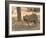 Bengal Tiger, (Panthera Tigris Tigris), Bandhavgarh, Madhya Pradesh, India-Thorsten Milse-Framed Photographic Print