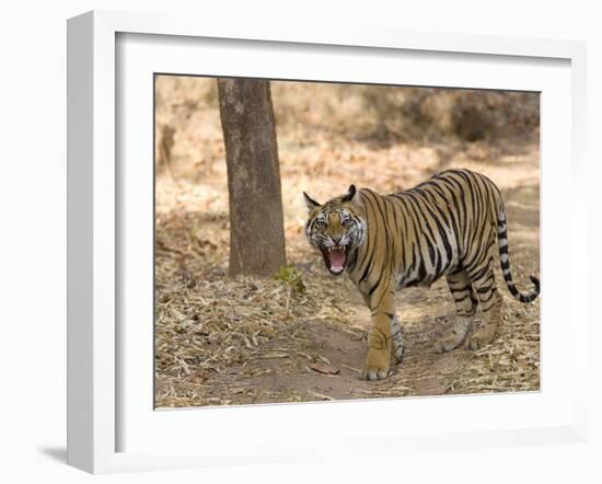 Bengal Tiger, (Panthera Tigris Tigris), Bandhavgarh, Madhya Pradesh, India-Thorsten Milse-Framed Photographic Print