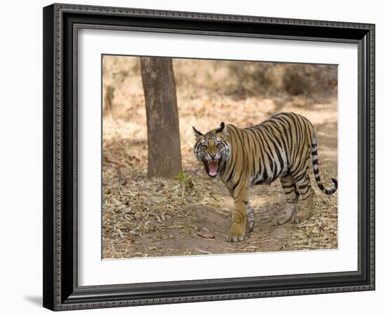 Bengal Tiger, (Panthera Tigris Tigris), Bandhavgarh, Madhya Pradesh, India-Thorsten Milse-Framed Photographic Print