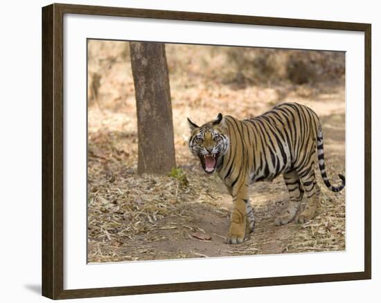 Bengal Tiger, (Panthera Tigris Tigris), Bandhavgarh, Madhya Pradesh, India-Thorsten Milse-Framed Photographic Print