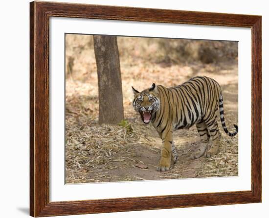 Bengal Tiger, (Panthera Tigris Tigris), Bandhavgarh, Madhya Pradesh, India-Thorsten Milse-Framed Photographic Print