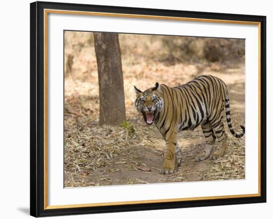 Bengal Tiger, (Panthera Tigris Tigris), Bandhavgarh, Madhya Pradesh, India-Thorsten Milse-Framed Photographic Print