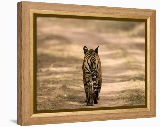 Bengal Tiger, Panthera Tigris Tigris, Bandhavgarh National Park, Madhya Pradesh, India, Asia-Thorsten Milse-Framed Premier Image Canvas