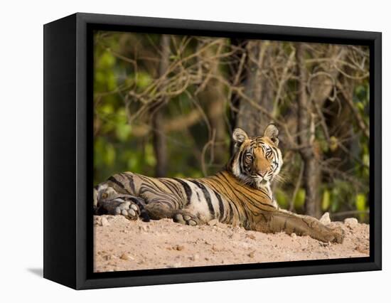 Bengal Tiger, Panthera Tigris Tigris, Bandhavgarh National Park, Madhya Pradesh, India, Asia-Thorsten Milse-Framed Premier Image Canvas