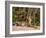 Bengal Tiger, Panthera Tigris Tigris, Bandhavgarh National Park, Madhya Pradesh, India, Asia-Thorsten Milse-Framed Photographic Print